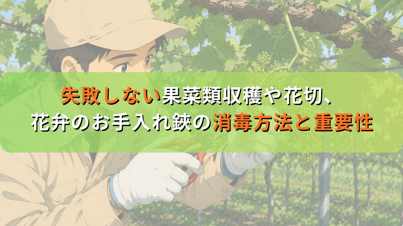 失敗しない果菜類収穫や花切、 花弁のお手入れ鋏の消毒方法と重要性