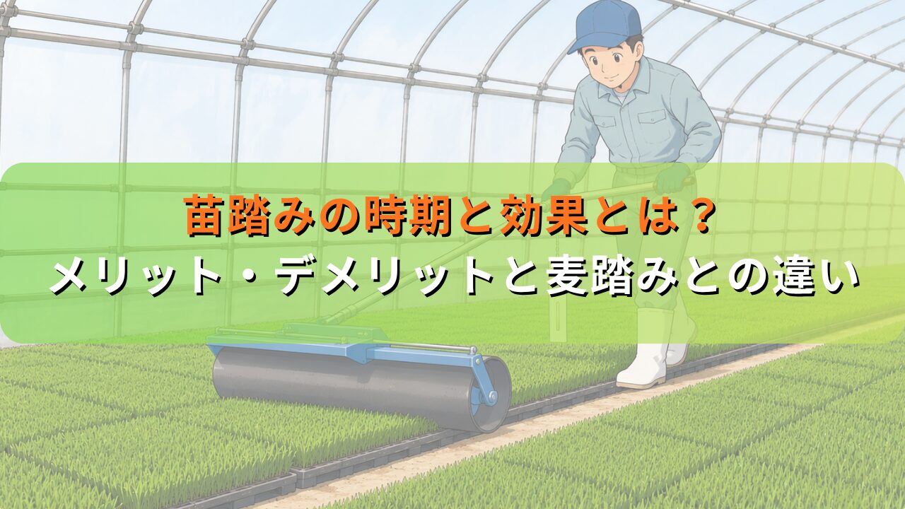 苗踏みの時期と効果とは？メリット・デメリットと麦踏みとの違い